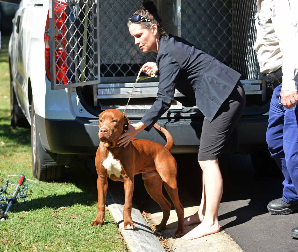 DRAMA: Three dogs (above and below left) are surrendered to council officers after the fatal mauling of a puppy in the street . The distressed owner (below right) talks with police. DRAMA: Three dogs (above and below left) are surrendered to council officers after the fatal mauling of a puppy in the street . The distressed owner (below right) talks with police.